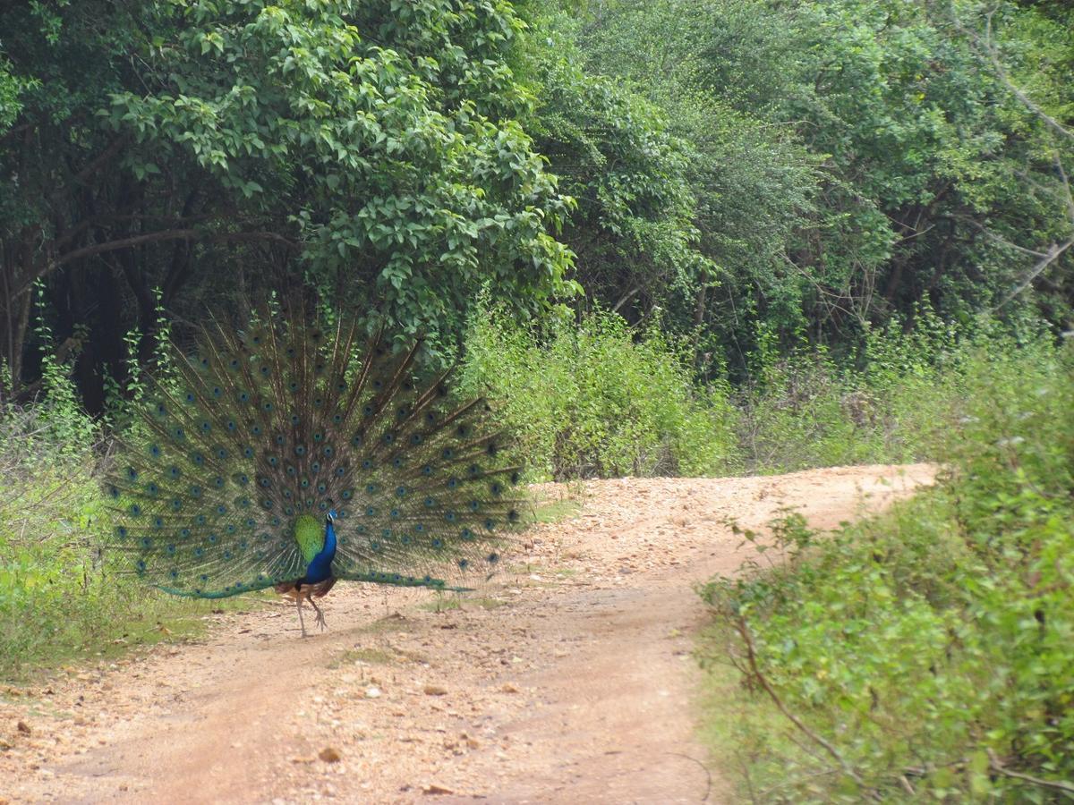Castle Resort Yala Tissamaharama Kültér fotó